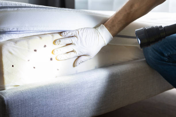 Best Ant Control Services  in Sidy, NE