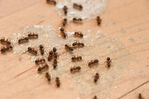 Best Termite Control Services  in Sidy, NE